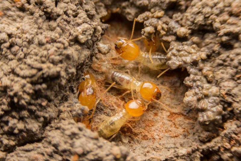 Termite Infestation
