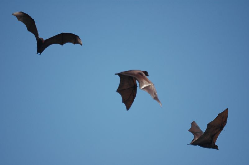 Health Risks Associated With Birds And Bats On Your Property