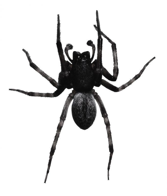 Trapdoor Spider Removal in Mckinney, TX
